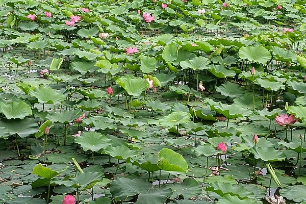 这个炎天榆林最美的景物4.jpg