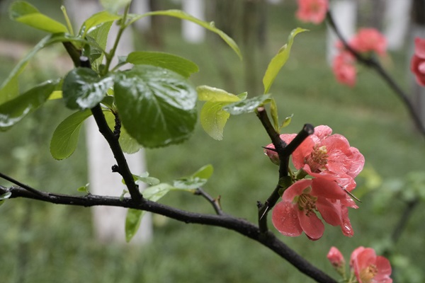 摄影 | 春雨留香，，，，花影婆娑 -  122cc太阳集成游戏