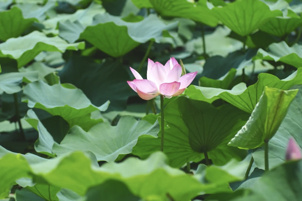 夏荷.png